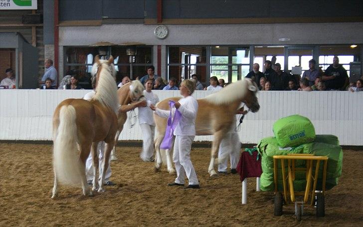 Haflinger Hingst : Alfonso  HAH 23  - præmie overrækkelsen billede 15
