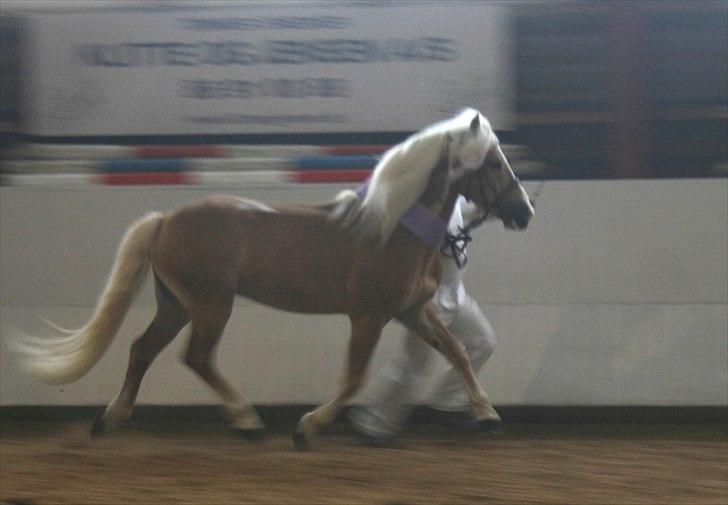 Haflinger Hingst : Alfonso  HAH 23  - æresrunde billede 16