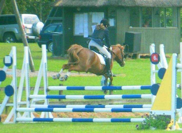 Anden særlig race Rosengårdens Papaya billede 11