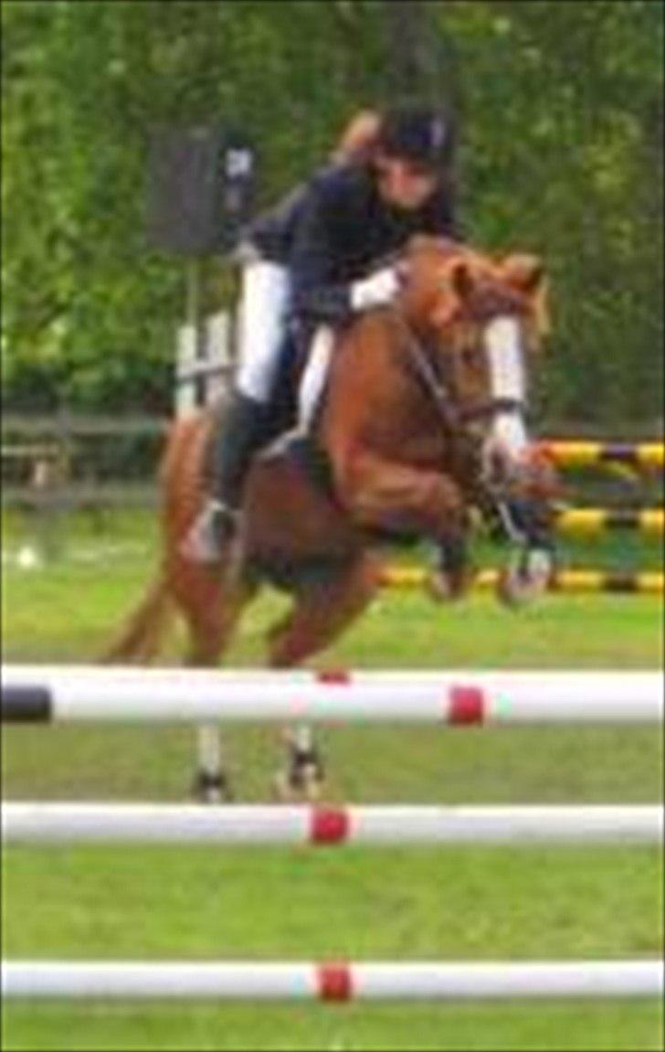 Anden særlig race Rosengårdens Papaya billede 12