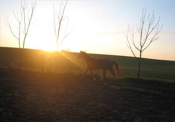 Anden særlig race Rosengårdens Papaya billede 13
