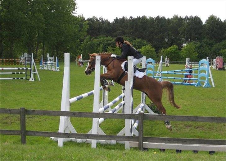 Anden særlig race Rosengårdens Papaya billede 14
