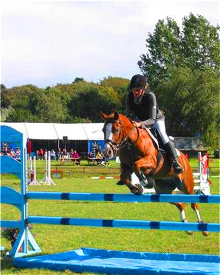 Anden særlig race Rosengårdens Papaya billede 15