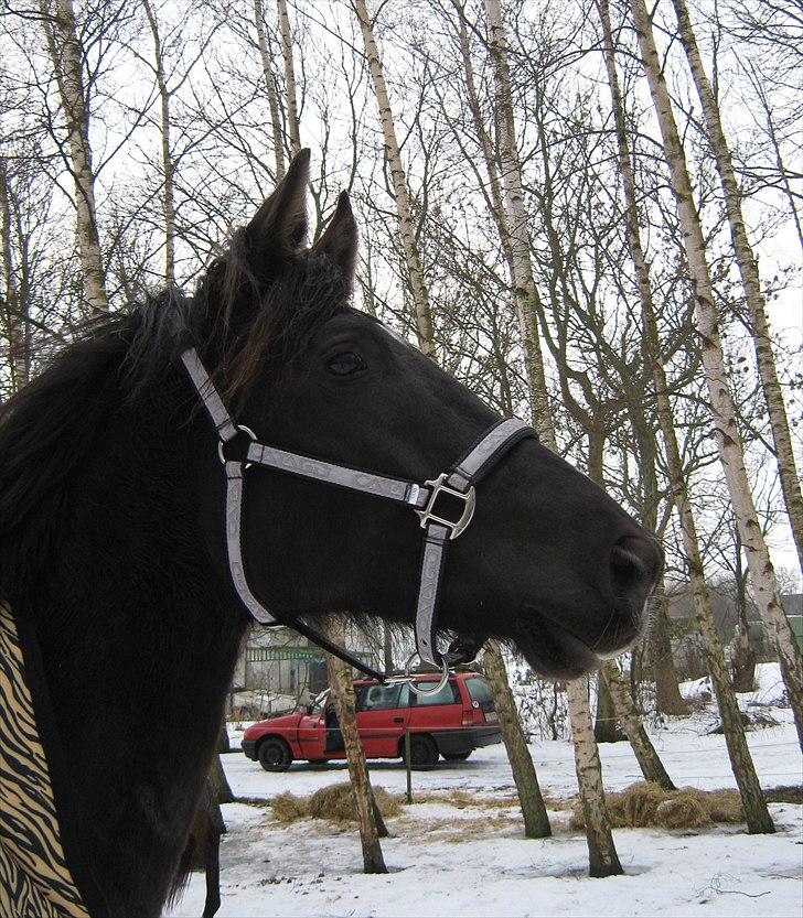 Trakehner Hamila. billede 7