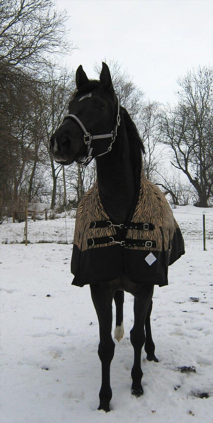 Trakehner Hamila. billede 8