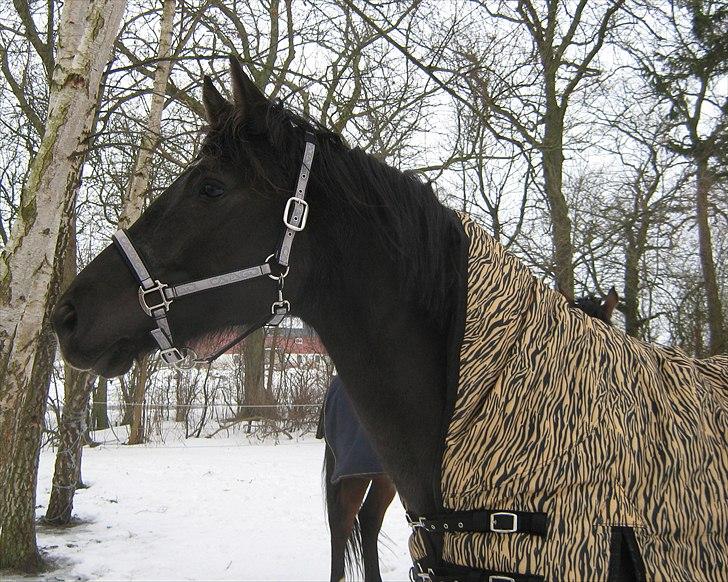 Trakehner Hamila. billede 9