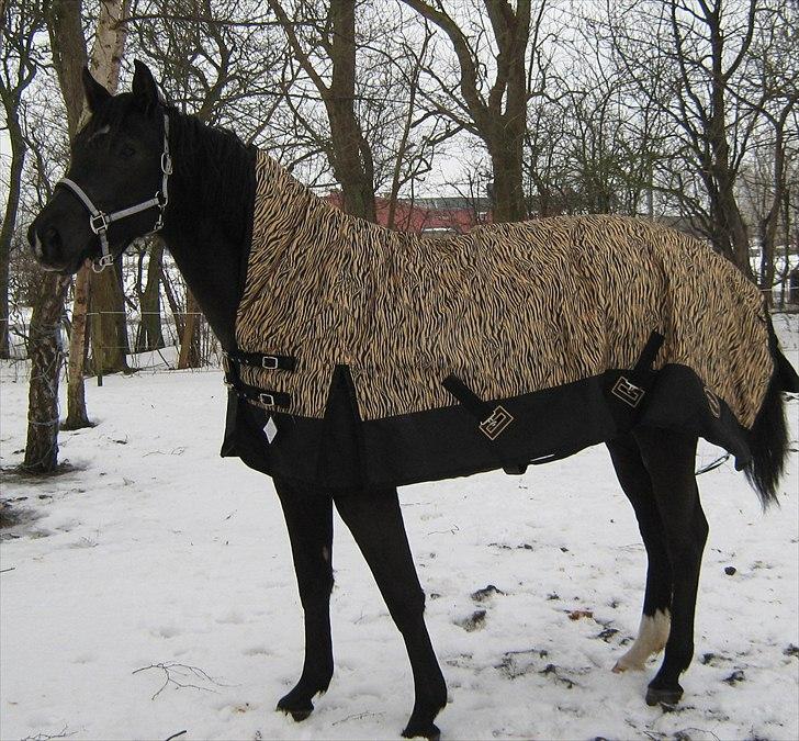 Trakehner Hamila. billede 10