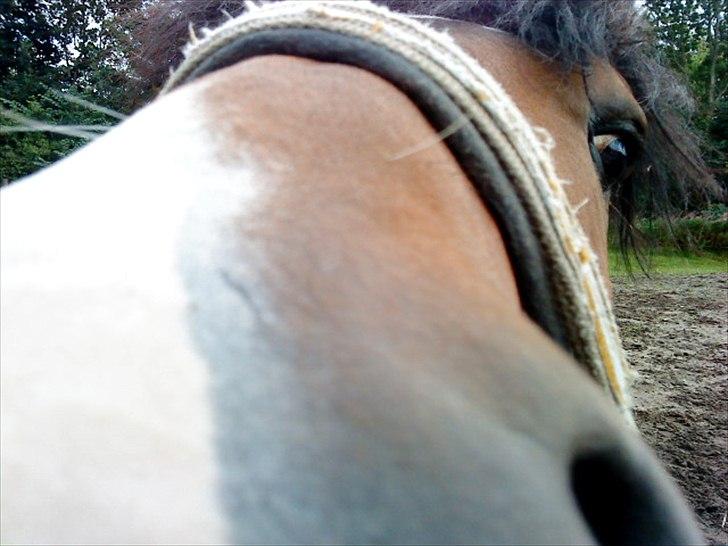 New Forest Flintdales Ranzau - :D billede 11