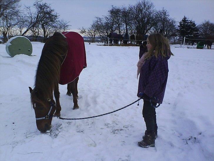 New Forest Vesterhedegårds Kir  billede 18