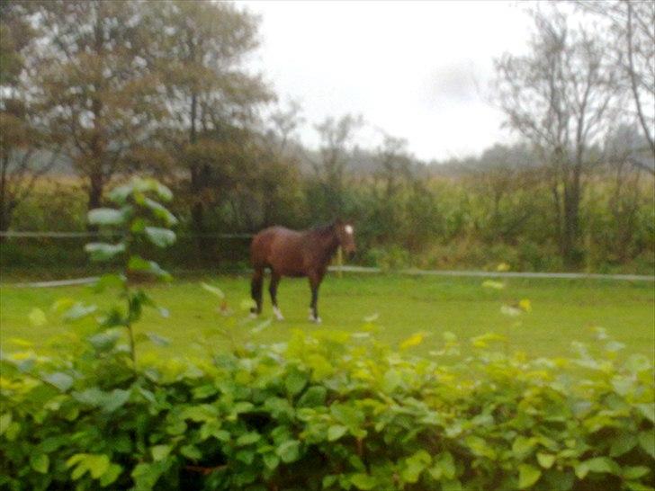 Dansk Varmblod Rusla Boesgaard billede 9