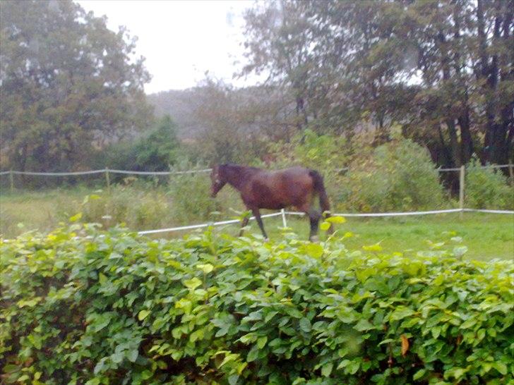 Dansk Varmblod Rusla Boesgaard billede 10
