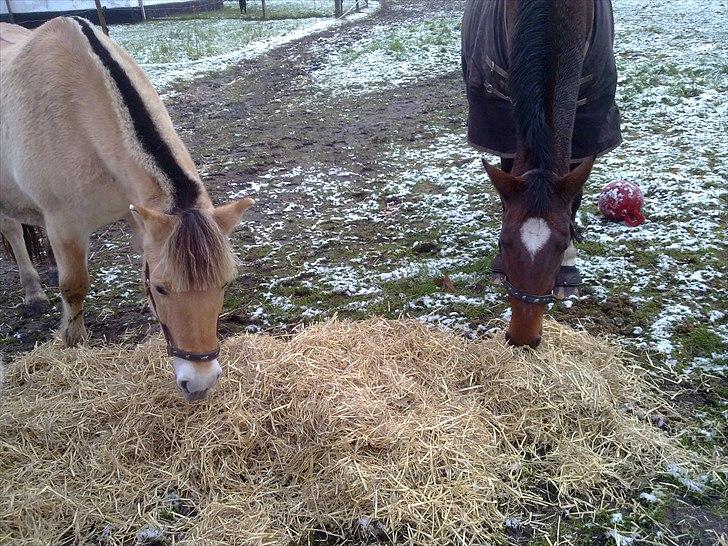 Dansk Varmblod Rusla Boesgaard billede 11