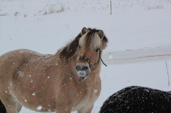 Fjordhest (Bumle)-Bella.. - Vinter 2010. ;) billede 12