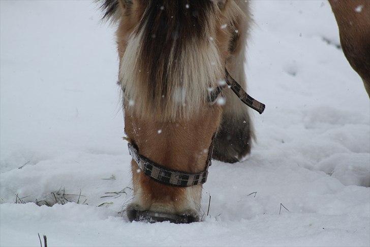 Fjordhest (Bumle)-Bella.. billede 13