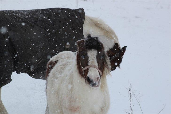 Anden særlig race #Wendy# billede 17