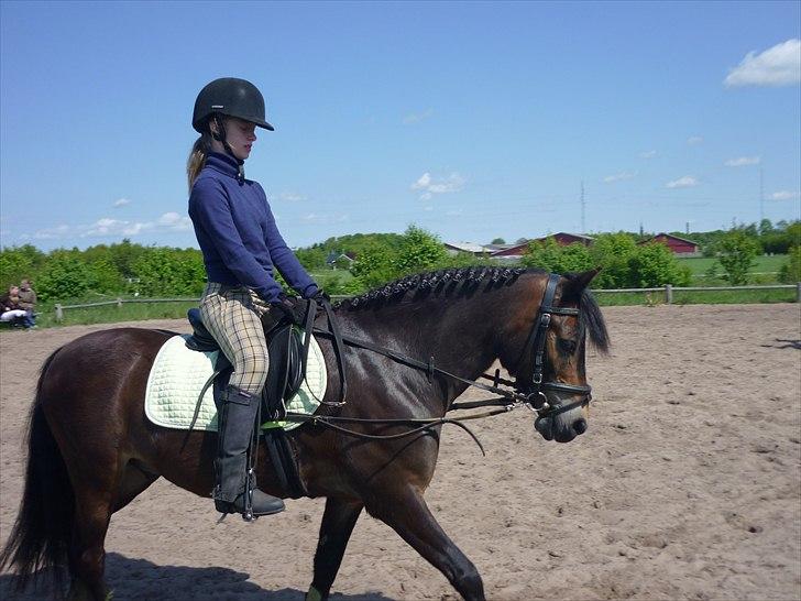 Tysk Sportspony Hr Tomnus R.I.P billede 12