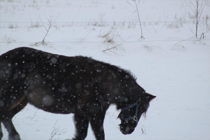 Anden særlig race Sorte billede 2