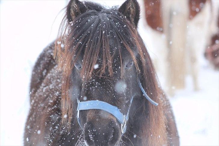 Anden særlig race Sorte billede 3