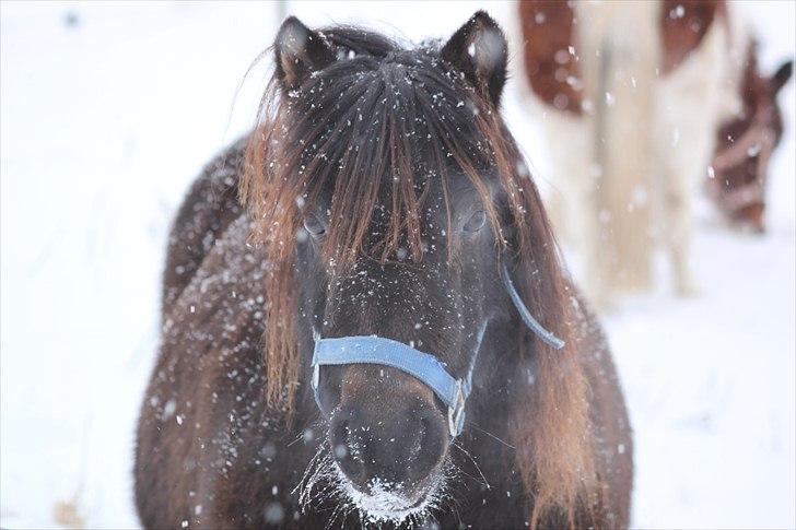 Anden særlig race Sorte billede 1