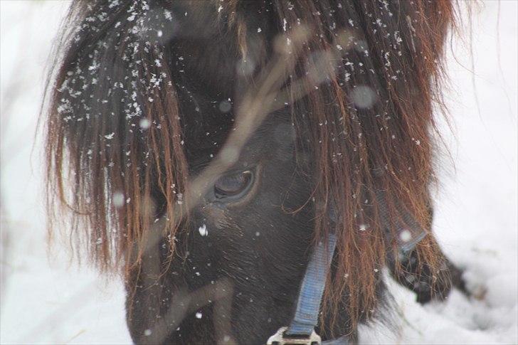 Anden særlig race Sorte billede 4
