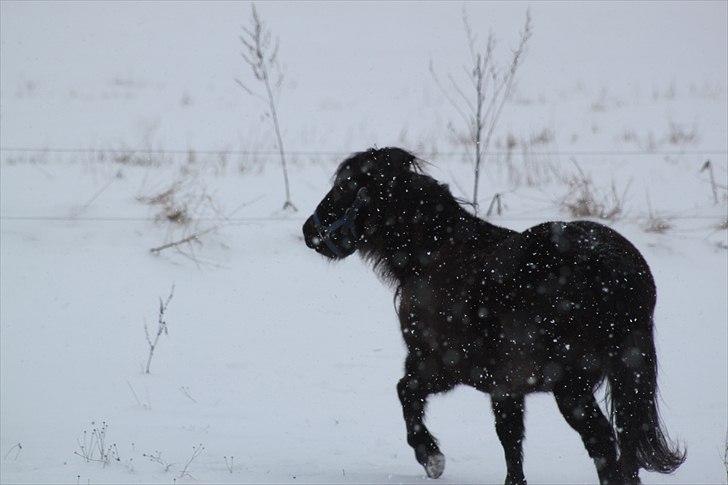Anden særlig race Sorte billede 5