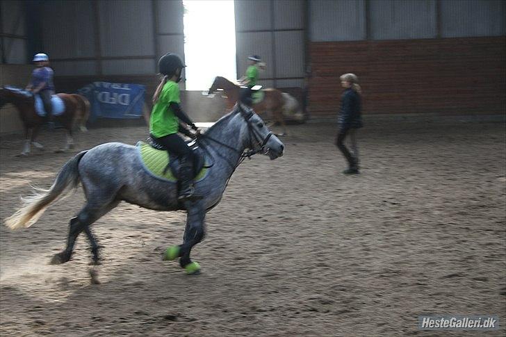 Welsh Pony (sec B) Dustin<3 SOLGT billede 4