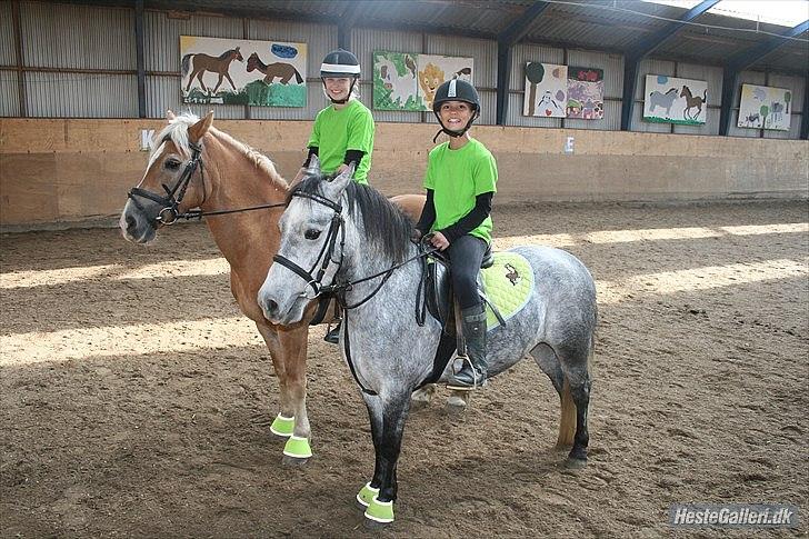 Welsh Pony (sec B) Dustin<3 SOLGT billede 5