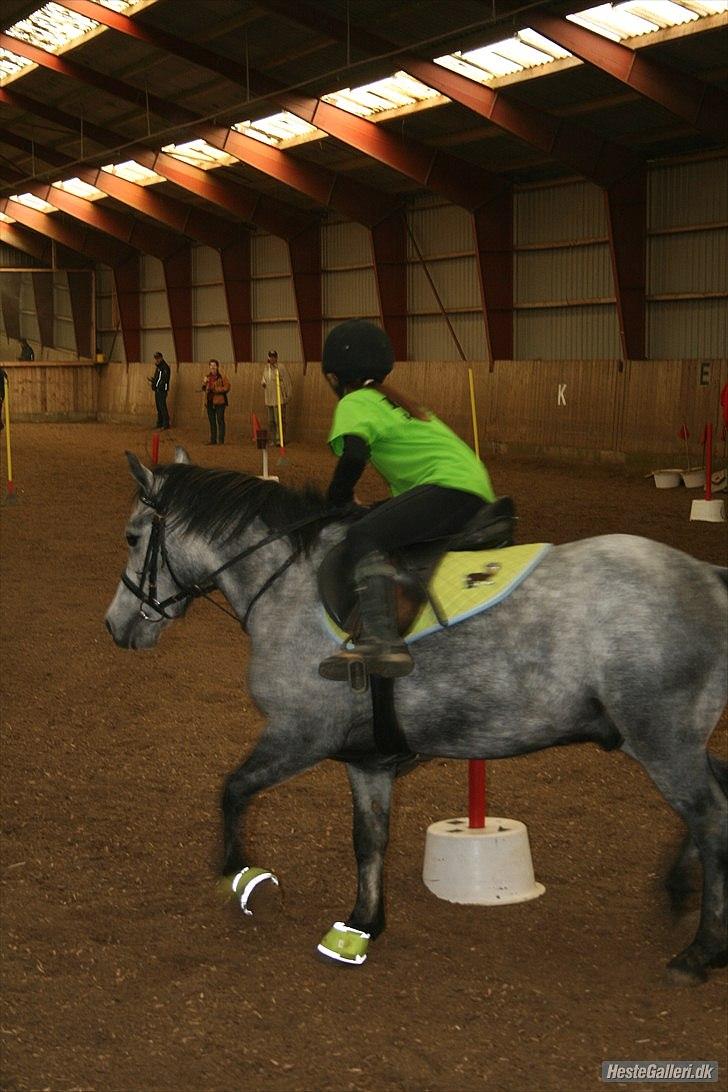 Welsh Pony (sec B) Dustin<3 SOLGT billede 6