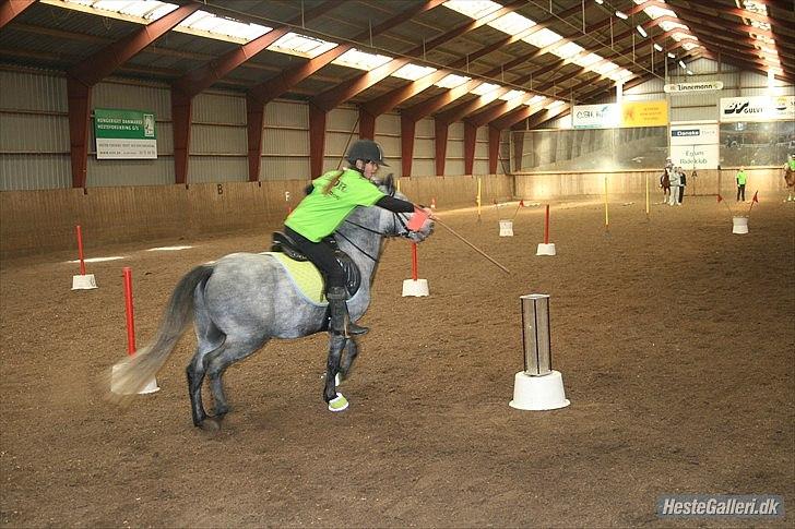 Welsh Pony (sec B) Dustin<3 SOLGT billede 7