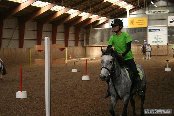 Welsh Pony (sec B) Dustin<3 SOLGT billede 8