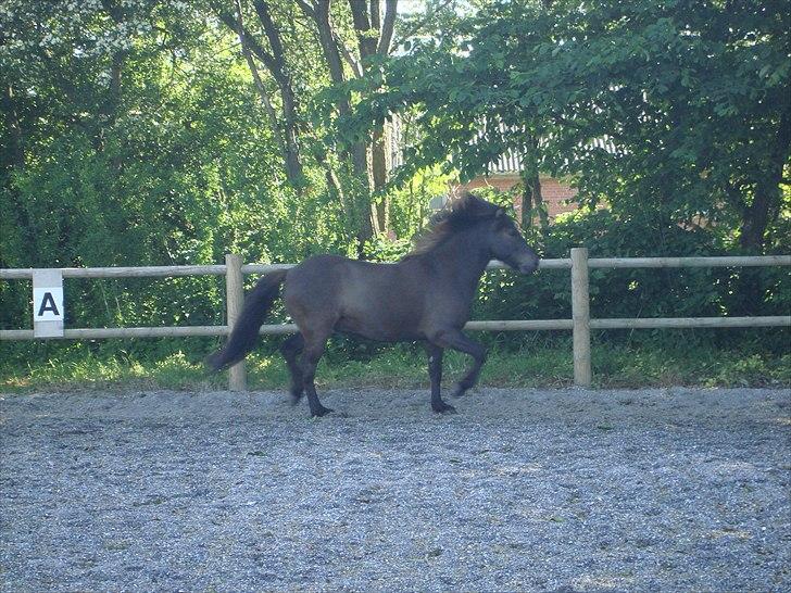 Islænder Óður fra Nautrup  [tidl.hest] - Noget tölt agtigt noget (: billede 9