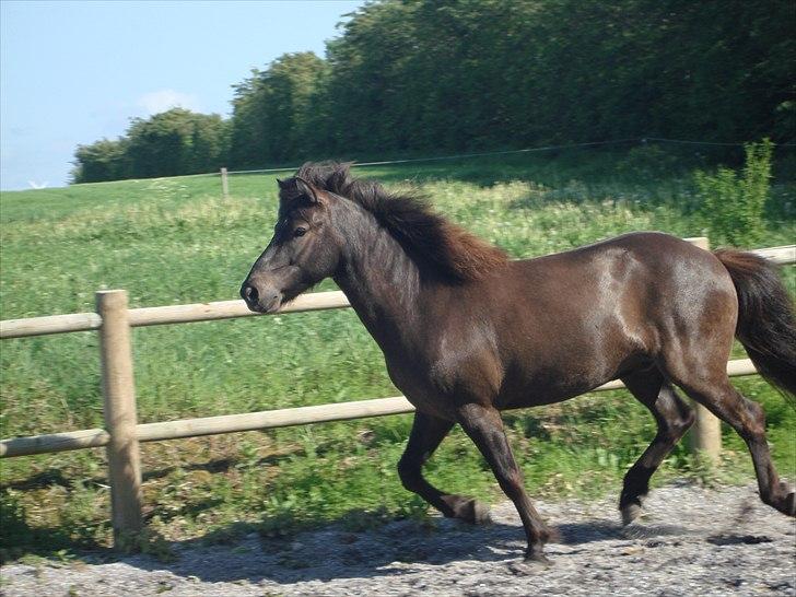 Islænder Óður fra Nautrup  [tidl.hest] - vildprinsen en dejlig sommer dag billede 10