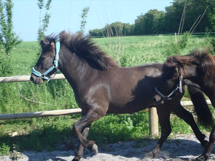 Islænder Óður fra Nautrup  [tidl.hest] - Storebror Òdur (forrest) og Lillebror Ullinn (: <3 billede 11