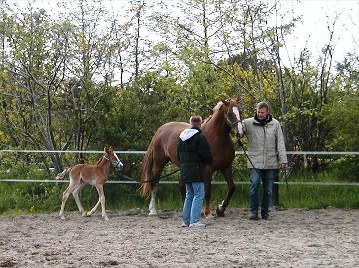 Frederiksborg Kjærs Trigger - på tur på ridebanen med mor  billede 14