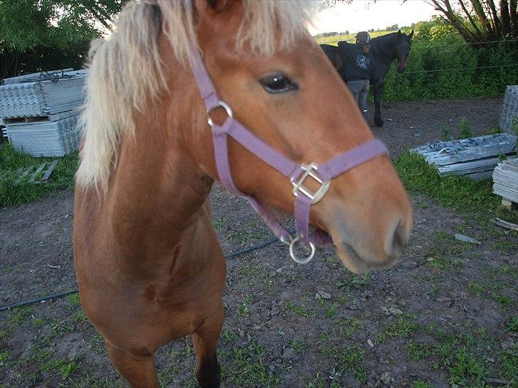 Anden særlig race Becky billede 20