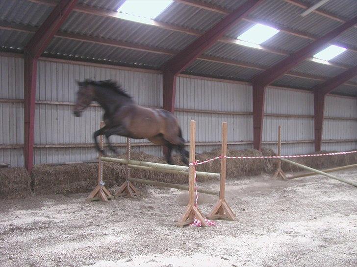 Dansk Varmblod a´kong (solgt) billede 6