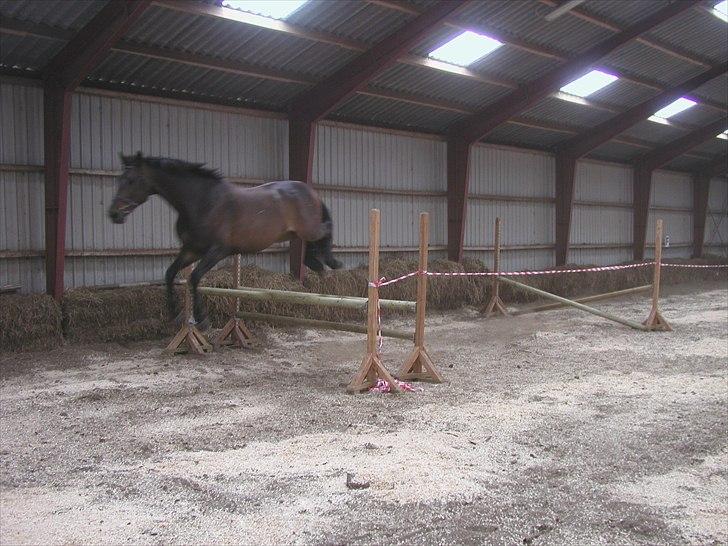 Dansk Varmblod a´kong (solgt) billede 7