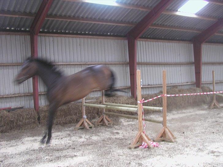 Dansk Varmblod a´kong (solgt) billede 8