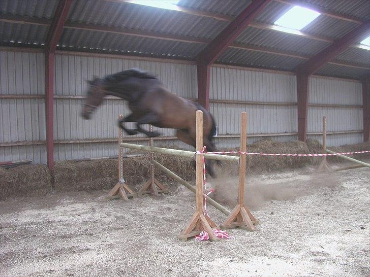 Dansk Varmblod a´kong (solgt) billede 9