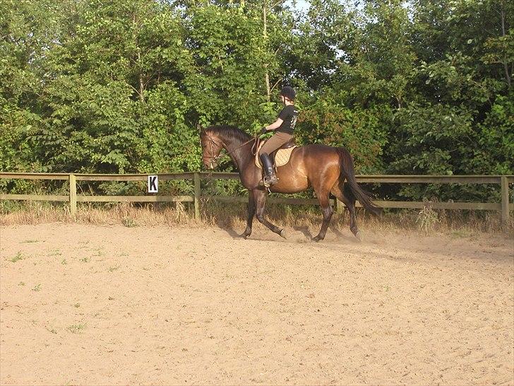 Dansk Varmblod a´kong (solgt) billede 10