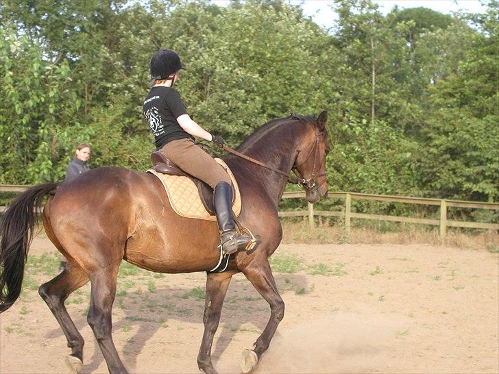 Dansk Varmblod a´kong (solgt) billede 11