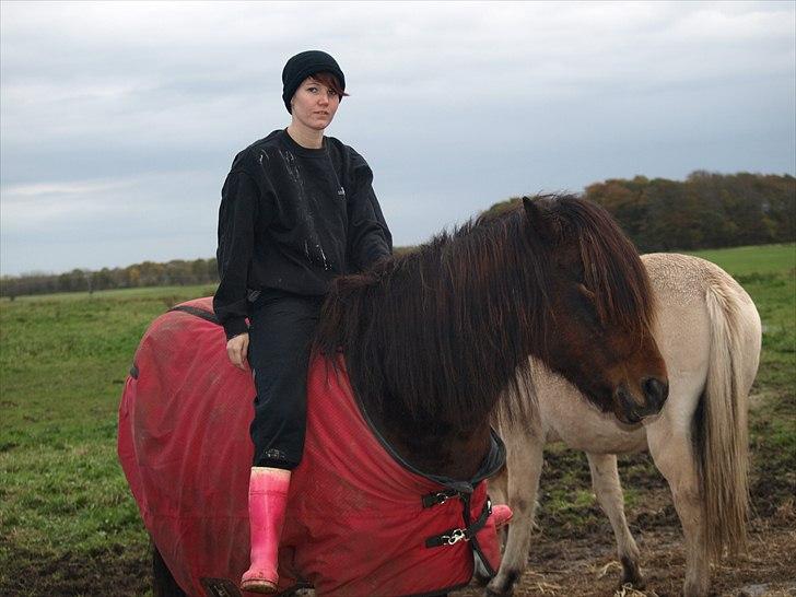 Islænder Ýrsa jagtgården - Med ejer på ryggen billede 2