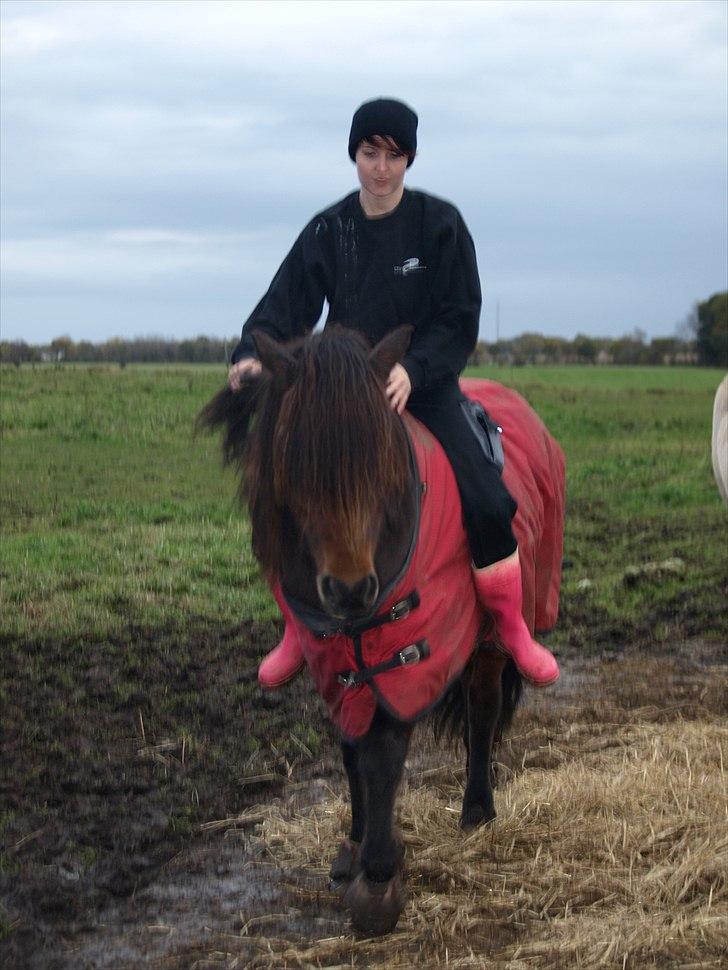 Islænder Ýrsa jagtgården - Med ejer på ryggen billede 3