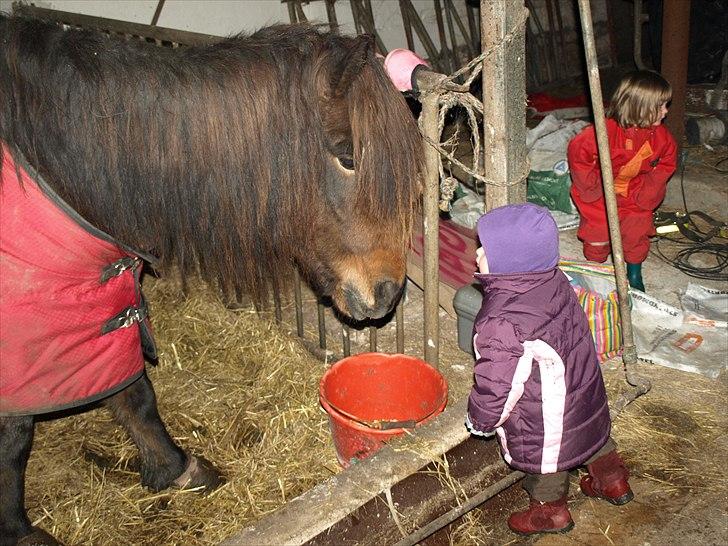 Islænder Ýrsa jagtgården - Min datter og Yffe, hvem er mest nysgerrig? :) (Ejerens datter i baggrunden) billede 4