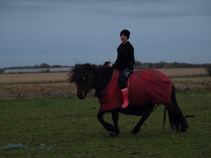 Islænder Ýrsa jagtgården - Med ejer på ryggen billede 5