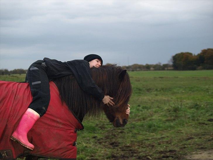 Islænder Ýrsa jagtgården - Dejlig "idiot" sikker :) billede 7
