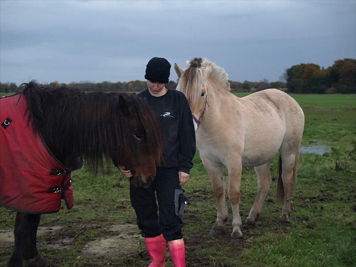 Islænder Ýrsa jagtgården - Sammen med ejer og Bine billede 8