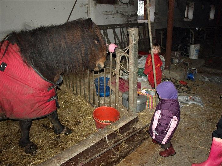 Islænder Ýrsa jagtgården - Yffe og min datter, ejers datter i baggrunden billede 9