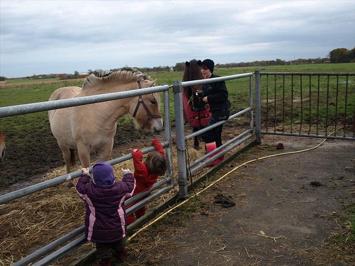 Islænder Ýrsa jagtgården - Min datter, ejers datter, Bine, ejer og Yffe billede 10