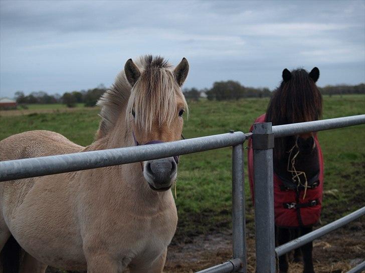 Fjordhest Østermark bine - Bine og Yffe billede 13